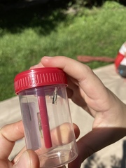 Agriphila straminella