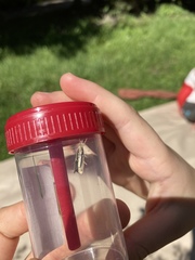 Agriphila straminella