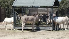 Equus africanus somaliensis