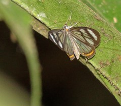 Dioptis fatima