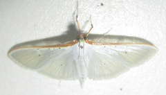 Palpita vitrealis