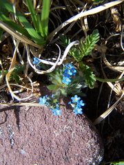 Eritrichium argenteum