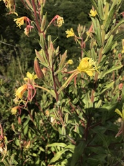 Oenothera wolfii