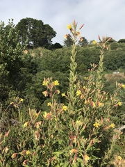 Oenothera wolfii