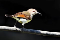 Leptocoma