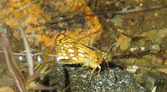 Carterocephalus skada