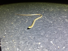 Ophisaurus attenuatus