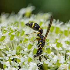 Symmorphus canadensis