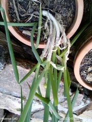 Allium cepa aggregatum