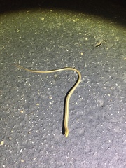 Ophisaurus attenuatus