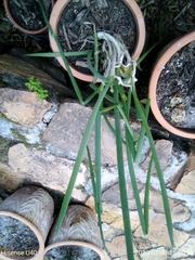 Allium cepa aggregatum