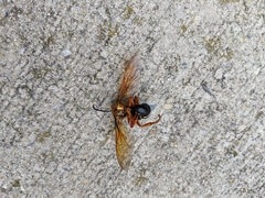 Sphecius speciosus