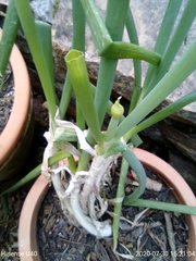 Allium cepa aggregatum