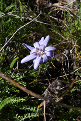 Perezia pedicularidifolia