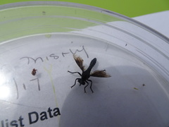 Dioctria atricapilla