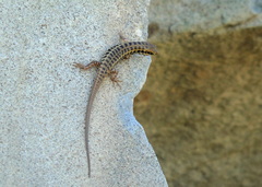 Heremites auratus