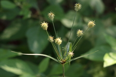Cyperus plukenetii