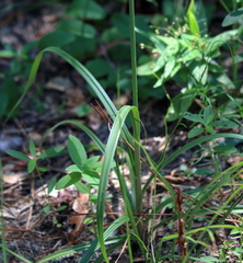 Cyperus plukenetii