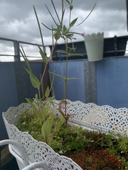 Epilobium ciliatum