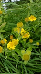 Pulicaria dysenterica