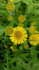 Pulicaria dysenterica