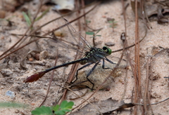 Dromogomphus armatus