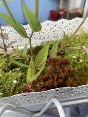 Epilobium ciliatum