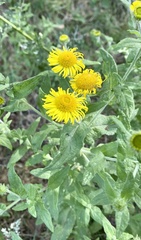 Pulicaria dysenterica