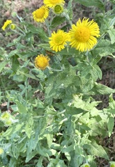 Pulicaria dysenterica