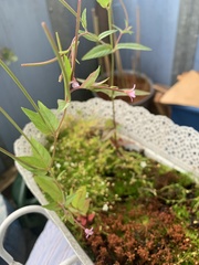 Epilobium ciliatum