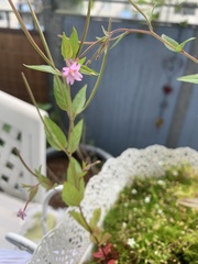 Epilobium ciliatum