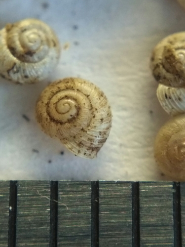 Representative image of Vallonia enniensis