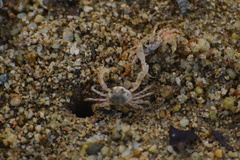 Scopimera intermedia