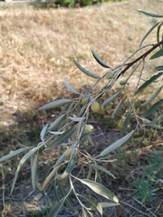 Elaeagnus angustifolia