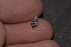 Maculotriton serriale