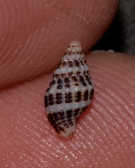 Maculotriton serriale