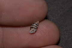 Maculotriton serriale