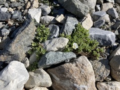Cerastium latifolium