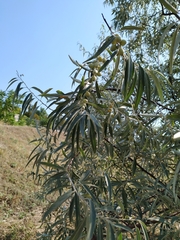 Elaeagnus angustifolia