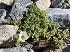 Cerastium latifolium