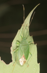 Urostylididae
