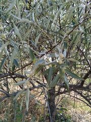 Elaeagnus angustifolia
