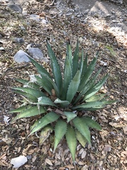 Agave shrevei