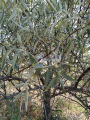 Elaeagnus angustifolia