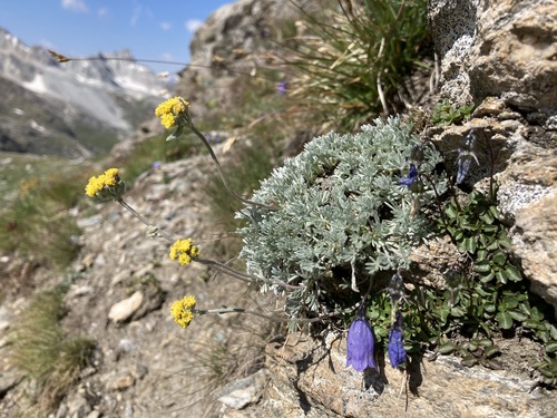 Image of Artemisia glacialis by (c) Fabien Anthelme, some rights reserved (CC BY-SA)