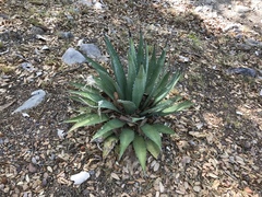 Agave shrevei