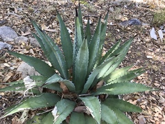Agave shrevei