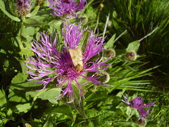 Lycia alpina