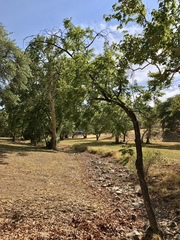 Juglans major