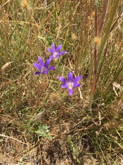 Brodiaea elegans elegans